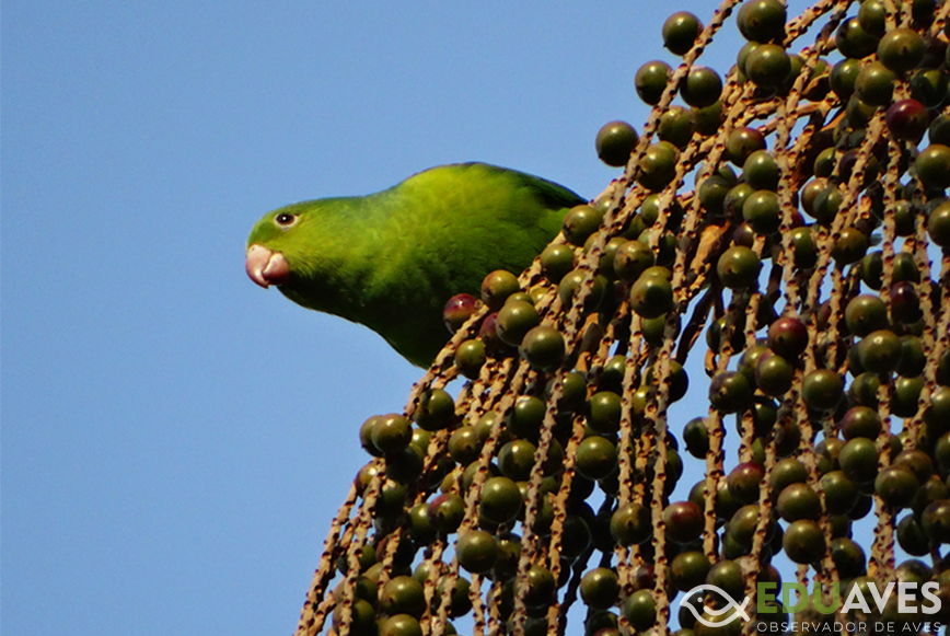 Periquito-rico/verde – eduaves.com.br